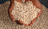 cowpea seed