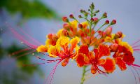 Gulmohar Plant