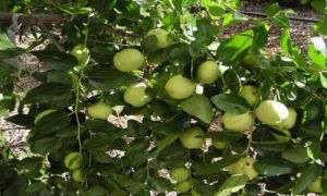 jujube fruit