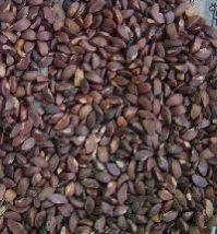 subabul seeds