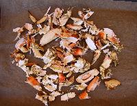 dried crab shell