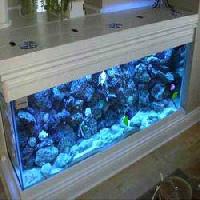 Curved Glass Aquarium