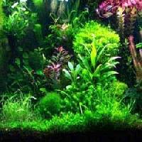 Freshwater Aquarium