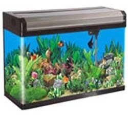 Molded Glass Aquarium