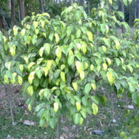 Ficus Plants