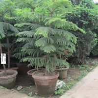 Indoor Plants