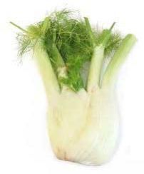 Fennel