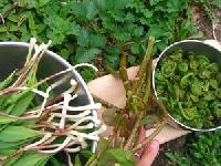 indian culinary herbs