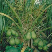 Dwarf Coconut Plant