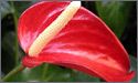 Anthuriums Flowers