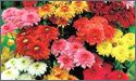 Chrysanthemums Flowers