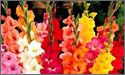 gladiolus flowers