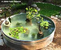 Fish Pond