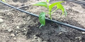 Rungta Drip Irrigation System