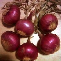 bangalore rose onions