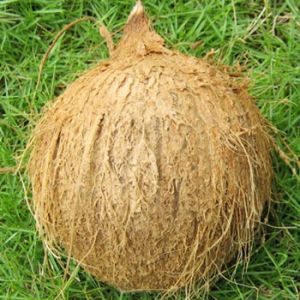 Coconut