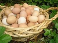 Fresh Poultry Eggs