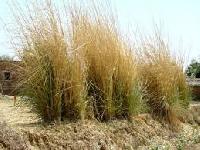 Broom Grass