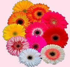 Gerbera Flowers