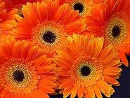 Orange Gerbera Flower