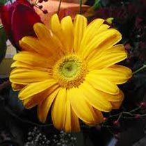 Yellow Gerbera Flower