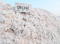 Organic Cotton