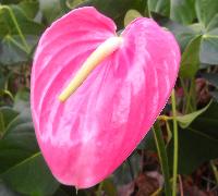 anthuriums flower