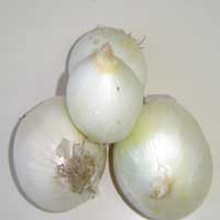 White Onion