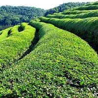 South Indian Green Tea