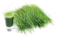 Wheatgrass