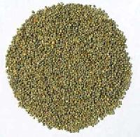 Pearl Millet Seeds