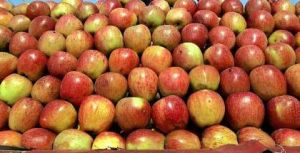 Fresh Indian Apple