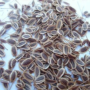 Dill Seed Oil