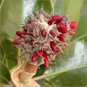 Magnolia Seeds Oil