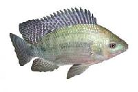 Tilapia Fish