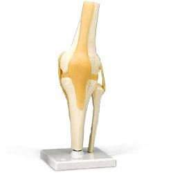 Knee Joint Model