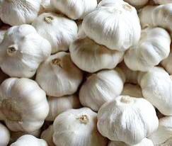 Jamnagar Garlic