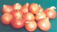 Light Red Onion