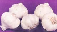 Yamuna Safed (G-1) Garlic