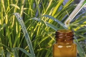 Organic Citronella Oil