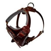 Dog Harness