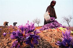 kashmiri saffrons