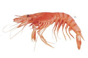 karikadi shrimp fish