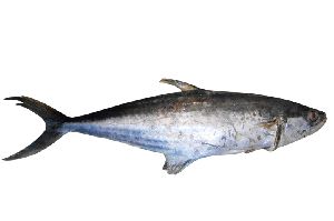 Sead fish King fish