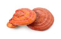 Reishi Mushroom