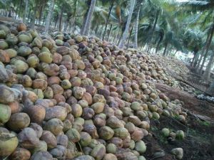 Dried Coconut