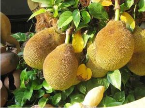 Fresh Jackfruit