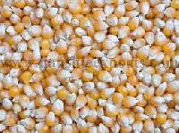 Yellow Corn