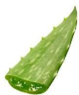 Aloe Vera Leaf