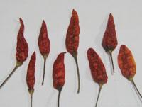 Bada Dana Dry Red Chilli